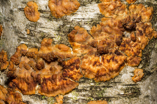 Wrinkled Crust Fungi - Phlebia radiata