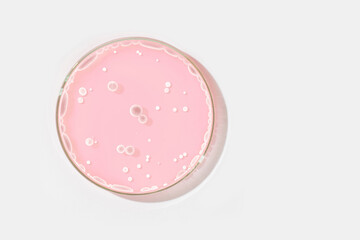 Petri dish on a light background. With light rocks in a pink liquid. grown in the laboratory....
