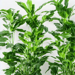 Fototapeta premium Plants Backgrounds 