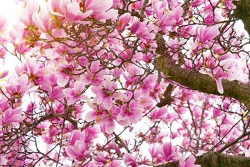 magnolia flower branch, pink purple magnolia bough with the shining sun closeup