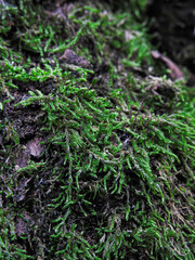 green moss on the ground
