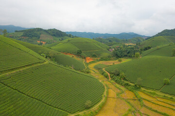 Fototapeta premium Aerial top view of green fresh tea or strawberry farm, agricultural plant fields with mountain hills in Asia. Rural area. Farm pattern texture. Nature landscape background, Long Coc, Vietnam.