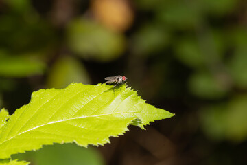 Housefly_002