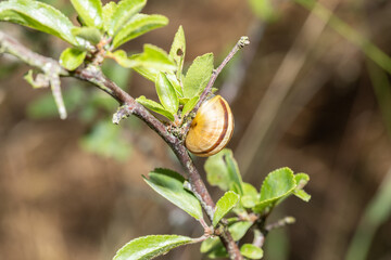 grove_snail_001