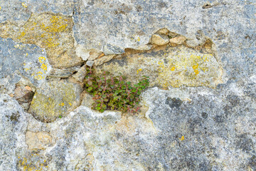 Small plant growing on a stone wall in Caminha.