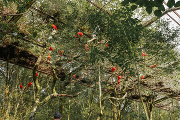 Parque Das Aves Foz do Iguaçu Cataratas Zoo Zoológico Paraná Brasil Animais Amazônia Mata...