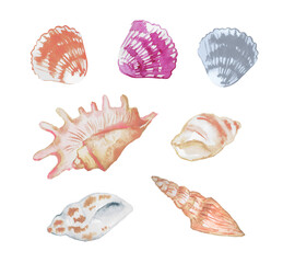 Seashells, shells , shellfish, marine illustration, watercolor illustration