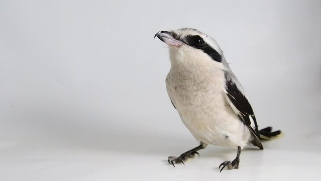 Northern Shrike, the Butcher Bird, Lanius excubitor, Great Grey, Gray Shrike. Bird on a white background.