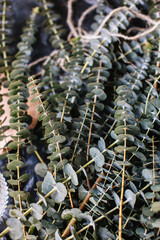 Eucalyptus branches close-up. Floral composition.