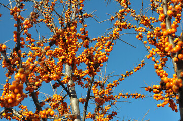 Branch of sea buckthorn (hippophae rhamnoides) with ripe berrieso