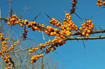 Branch of sea buckthorn (hippophae rhamnoides) with ripe berrieso