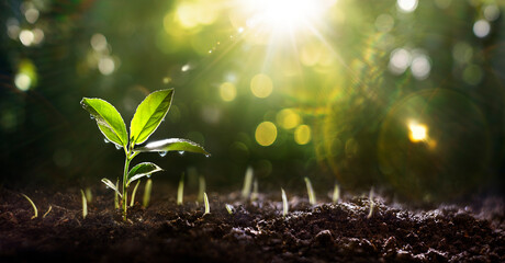 Young Plant In Growing With Water Drop In Green Garden - Sunlight And Flare Effects