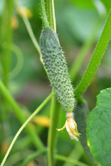 Cucumbers grow in greenhouses