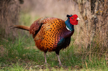 Fototapeta premium Ringneck Pheasant, Phasianus colchicus in the habitat