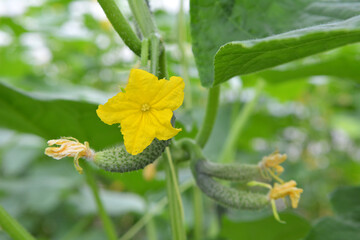 Cucumbers grow in greenhouses