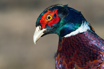 Obraz premium Head male Common Pheasant Phasianus colchicus in the wild