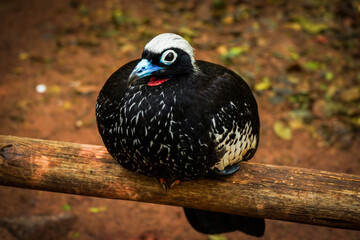 Parque Das Aves Foz do Iguaçu Cataratas Zoo Zoológico Paraná Brasil Animais Amazônia Mata Atlântica Floresta