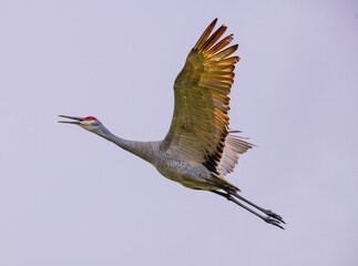 Sandhill cranes flying 