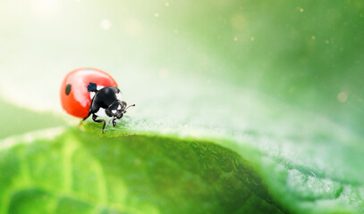 ladybug crawling on a leaf close-up with copy space