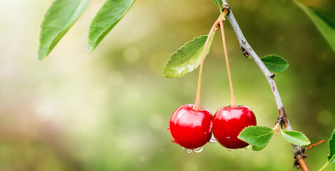 Obraz premium close-up ripe cherry grows on a bush in raindrops