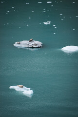 Three harbor seals resting on glacial ice in the Glacier Bay Basin, Alaska