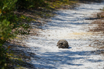 Gopher Tortoise on trail