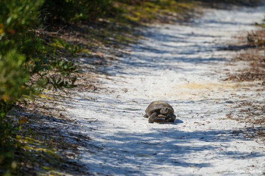 Gopher Tortoise on trail