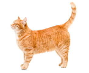 contented and happy ginger cat is standing, side view, on a white isolated background