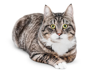 domestic gray tabby cat lies and looks at the camera on a white isolated background