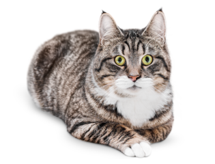 domestic gray tabby cat lies and looks at the camera on a white isolated background