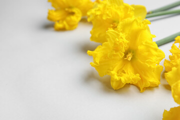 Beautiful narcissus flowers on light background