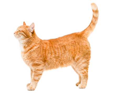 contented and happy ginger cat is standing, side view, on a white isolated background