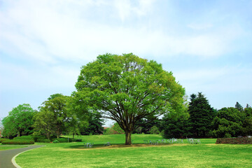 A large zelkova tree with fresh green leaves in spring park