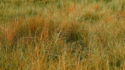 Textura Background Grama Mato verde Seco natureza natural fotografia