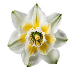 a spring-themed top view illustration featuring isolated white and yellow daffodil flowers set on a transparent background and provided in PNG. Generative AI
