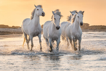 White horses in Camargue, France. - 586360961