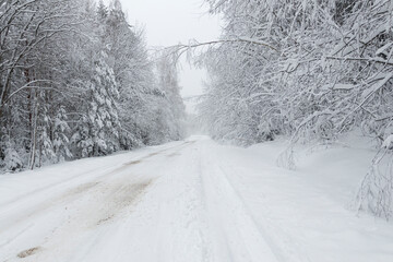 Obraz premium natural light. Forest in the snow. Snow-covered forest road.