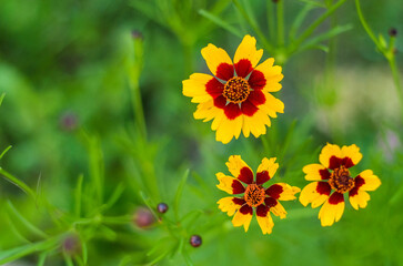 Golden Petals in a Close-Up of a Beautiful Yellow Flower