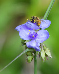 Bee on flower