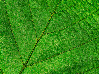 Green leaf organic texture.