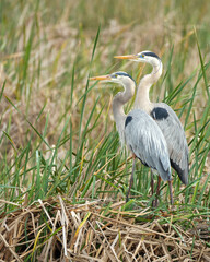 Great Blue Heron couple on nest