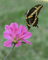 Giant Swallowtail on azalea