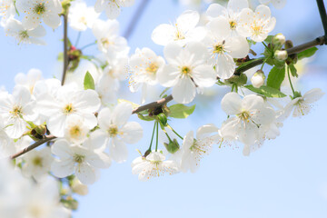 Spring background. White flowers of blooming cherries against blue sky in rays of sun. Romantic card for spring holidays