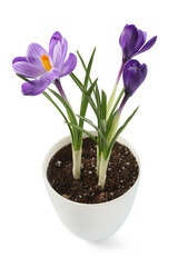 Pot with beautiful crocus flowers isolated on white background