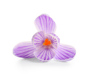Beautiful Saffron flower isolated on white background