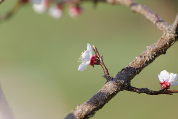 Blooming Apricot Tree Blossoms on Soft Green Background in Spring in Wachau in Austria
