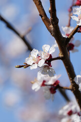 Blooming Apricot Tree and Bright Blue Sky in Spring in Wachau in Austria