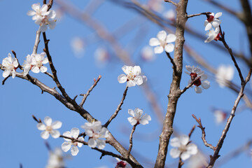Blooming Apricot Tree and Bright Blue Sky in Spring in Wachau in Austria