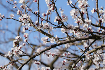 Blooming Apricot Tree and Bright Blue Sky in Spring in Wachau in Austria