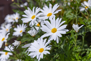 Daisy. Bellis perennis, a European species of the family Asteraceae.